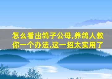 怎么看出鸽子公母,养鸽人教你一个办法,这一招太实用了