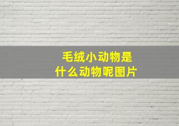 毛绒小动物是什么动物呢图片