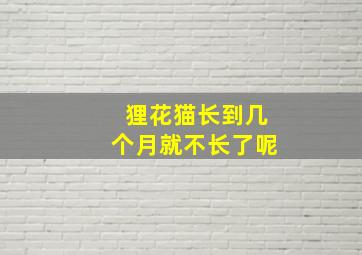 狸花猫长到几个月就不长了呢