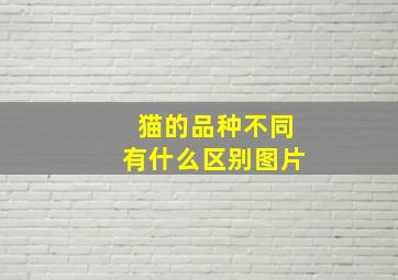 猫的品种不同有什么区别图片