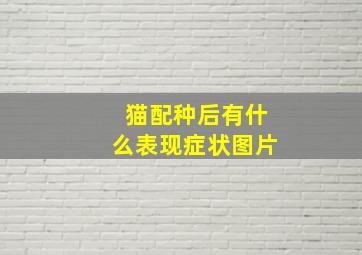 猫配种后有什么表现症状图片