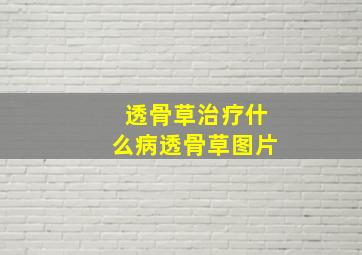 透骨草治疗什么病透骨草图片