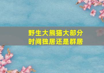 野生大熊猫大部分时间独居还是群居