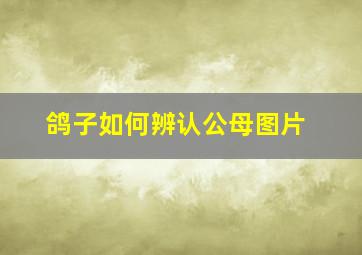 鸽子如何辨认公母图片